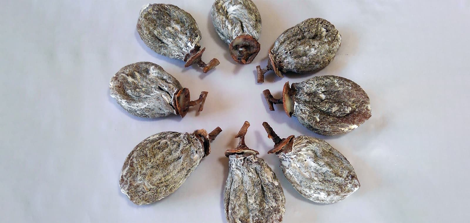 はちみつ干し柿　大分県／ミツバチが育む山郷