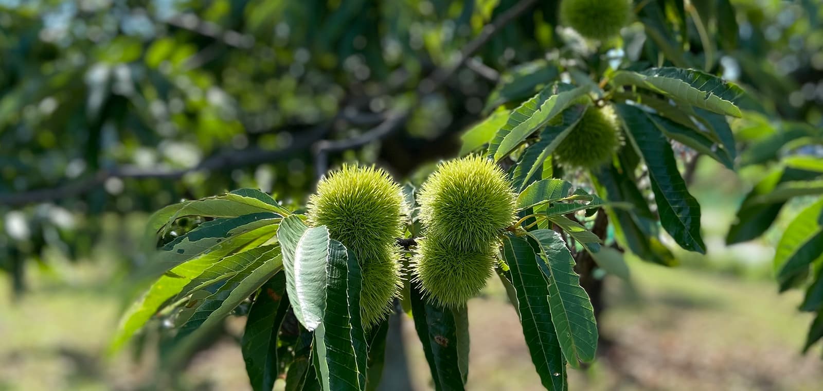 「くりまつり」「抹茶くりまつり」　岐阜県／株式会社藤乃屋